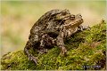 33_common_toad