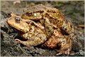 35_common_toad
