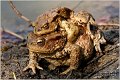 36_common_toad
