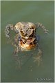 38_common_toad