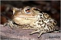 39_common_toad