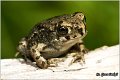 41_european_green_toad