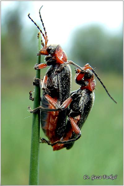 01_soldier_beetle.jpg - Soldier Beetle, Cantharis rustica, Family: Cantharidae