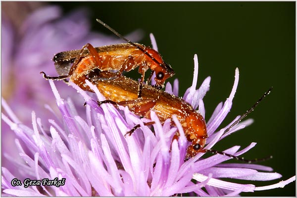 03_common_red_soldier_beetle.jpg - Common red soldier beetle, Rhagonycha fulva. Location: Fruka Gora - Venac, Serbia