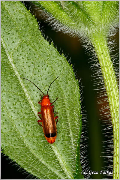 04_common_red_soldier_beetle.jpg - Common red soldier beetle, Rhagonycha fulva. Location: Fruka Gora - Rakovac, Serbia