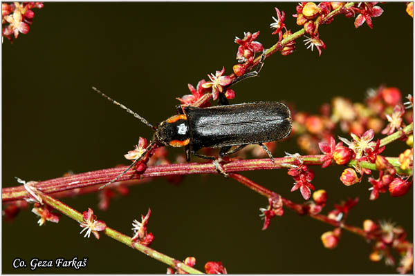 07_sailor_beetle.jpg - Sailor Beetle, Cantharis paradoxa,  Location: Mokra gora, Serbia