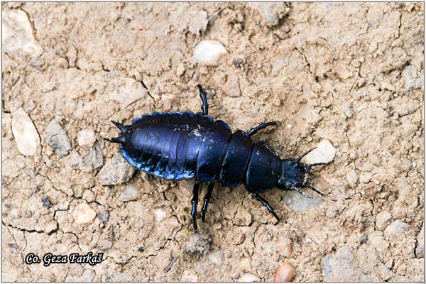 08_carabidae_larva.jpg - Family Carabidae, larva, Location: Fruka Gora, Serbia
