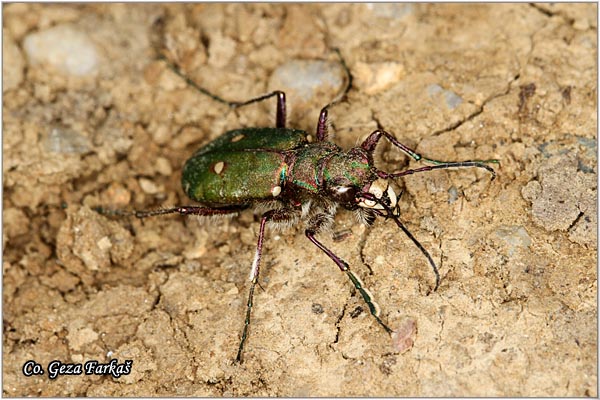 11_green_tiger_beetle.jpg - Green tiger beetle, Cicindella campestris,  Location: Fruka Gora, Serbia