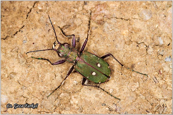 13_green_tiger_beetle.jpg - Green tiger beetle, Cicindella campestris,  Location: Fruka Gora, Serbia