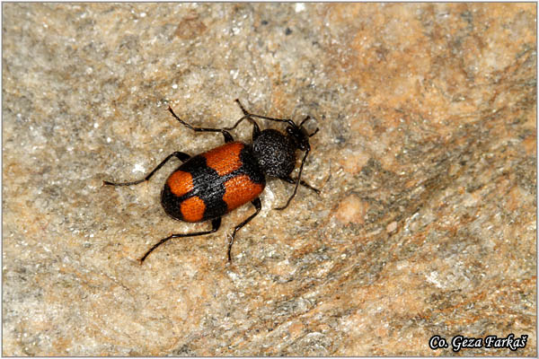 24_crucifix_ground_beetle.jpg - Crucifix ground beetle, Panagaeus cruxmajor, Location: Fruska gora, Serbia