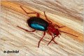 14_bombardier_beetle