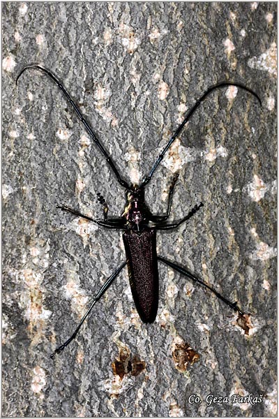 01_musk_beetle.jpg - Musk beetle, Aromia moschata, Location: Tomaevac Serbia
