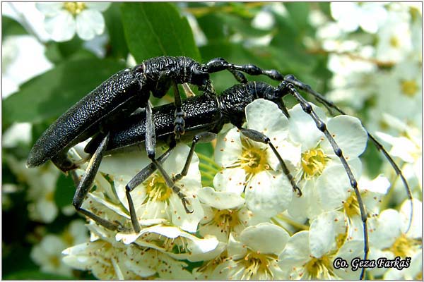 17_capricorn_beetle.jpg - Capricorn beetle, Cerambyx scopolii,  Location: Novi Sad -  Petrovaradin,  Serbia