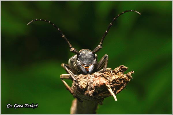30_morimus_funereus.jpg - Morimus funereus, Familly Cerambycidae, Location Fruka Gora - Venac, Serbia