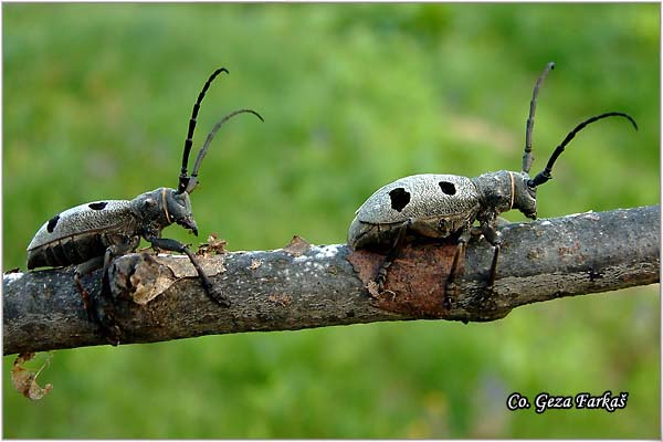 31_morimus_funereus.jpg - Morimus funereus, Familly Cerambycidae, Location Fruka Gora - Venac, Serbia