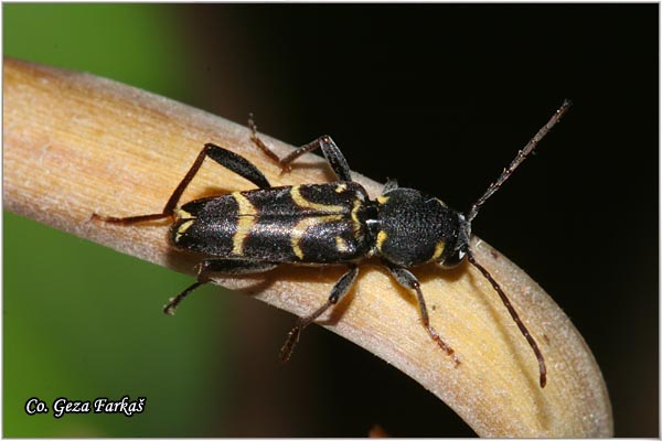 43_wasp_beetle.jpg - Wasp beetle, Xylotrechus antilope,  Location: Fruka Gora, Serbia