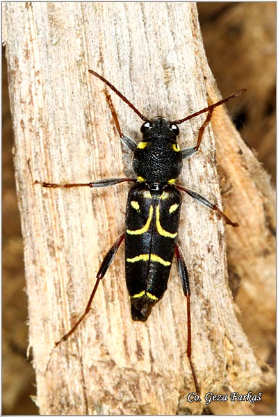 45_wasp_beetle.jpg - Wasp beetle, Xylotrechus antilope,  Location: Fruka Gora - Venac, Serbia