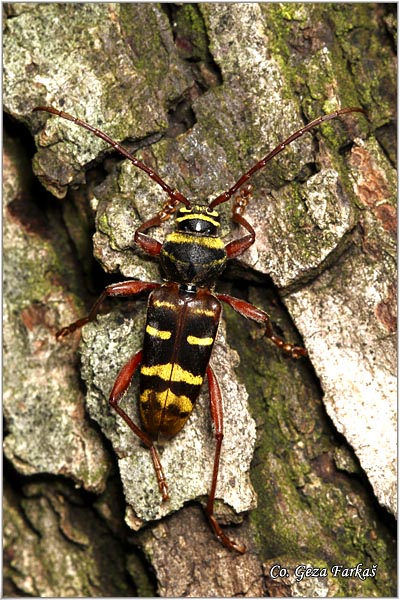 47_plagionotus_detritus.jpg - Wasp beetle, Plagionotus detritus,  Location: Fruka Gora - Venac, Serbia