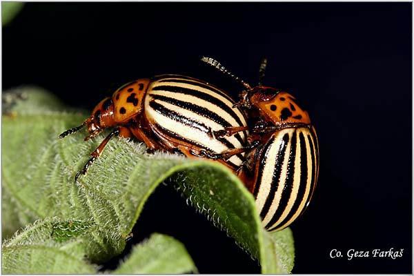 11_colorado_potato_beetle.jpg - Colorado potato beetle, Leptinotarsa decemlineatai, Location: Tomaševac, Serbia