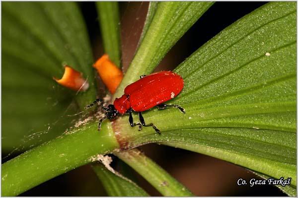 13_scarlet_lily_beetle.jpg - Scarlet lily beetle, Lilioceris lilii, Location: Fruška Gora - Venac, Serbia