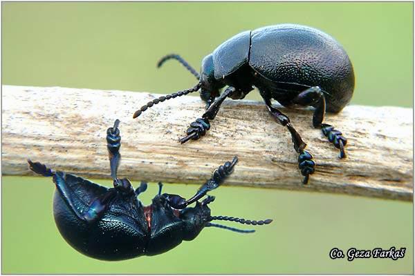21_bloody_nosed_beetle.jpg - Bloody-nosed beetle, Timarcha tenebricosa, Location: Fruška Gora, Serbia
