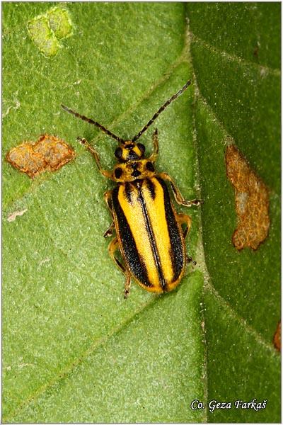 29_elm_leaf_beetle.jpg - Elm Leaf Beetle, Xanthogaleruca luteola, Location: Temerin, Serbia
