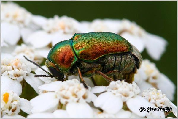 31_cylindrical_leaf_beetle.jpg - Cylindrical leaf beetle, Cryptocephalus sericeus, Mesto - Location: Temerin, Serbia