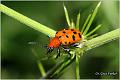 17_spotted_asparagus_beetle