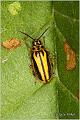 29_elm_leaf_beetle
