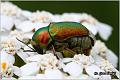 31_cylindrical_leaf_beetle