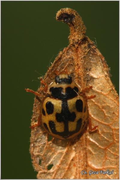 02_fourteen-spotted_lady_beetle.jpg - Fourteen-spotted Lady Beetle,  Propylea quatuordecimpunctata, Location: Novi Sad,  Serbia