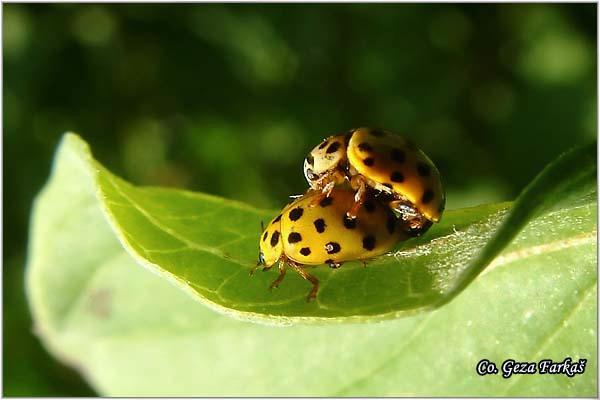 03_22-spot_ladybird.jpg - 22-spot ladybird, Psyllobora 22-punctata, Location: Novi Sad - Petrovaradin, Serbia