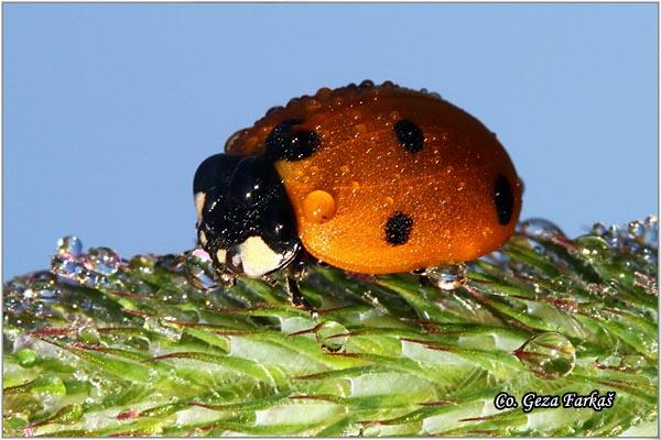 06_seven-spot_ladybird.jpg - Seven-spot ladybird, Coccinella septempunctata,  Mesto - Location: Han pjesak, Bosnia and Herzegovina