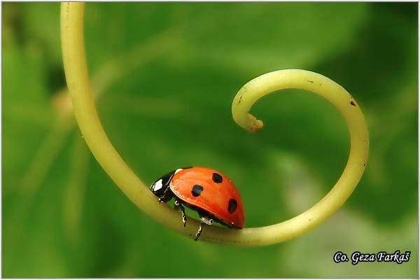 07_seven-spot_ladybird.jpg - Seven-spot ladybird, Coccinella septempunctata, Location: Novi Sad - Petrovaradin, Serbia