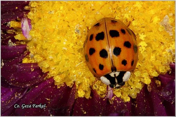 17_harlequin_ladybird.jpg - Harlequin ladybird, Harmonia axyridis,  Location: Novi Sad, Serbia
