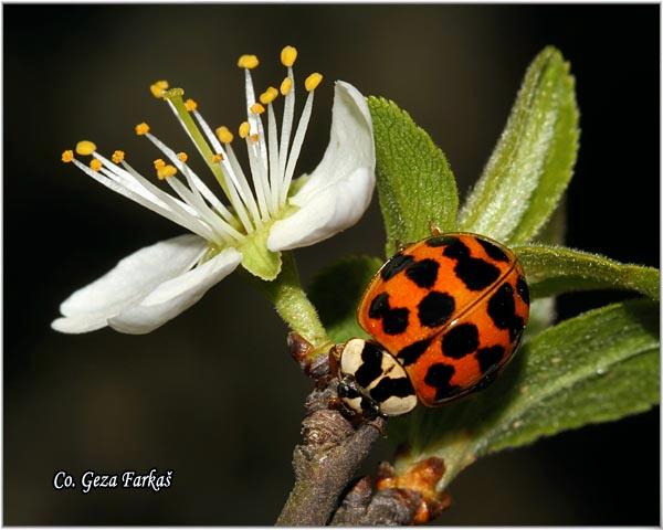 19_harlequin_ladybird.jpg - Harlequin ladybird, Harmonia axyridis,  Location: Novi Sad, Serbia