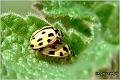 01_fourteen-spotted_lady_beetle