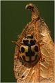 02_fourteen-spotted_lady_beetle