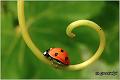 07_seven-spot_ladybird