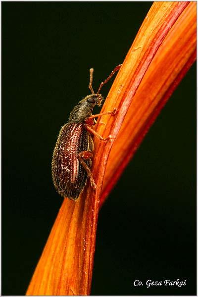 21_european_snout_beetle.jpg - European Snout Beetle, Phyllobius oblongus, Location: Novi Sad, Serbia