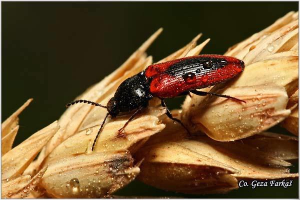 01_red_click-beetle.jpg - Red click-beetle, Ampedus sanguinolentus, Location: Futog, Serbia