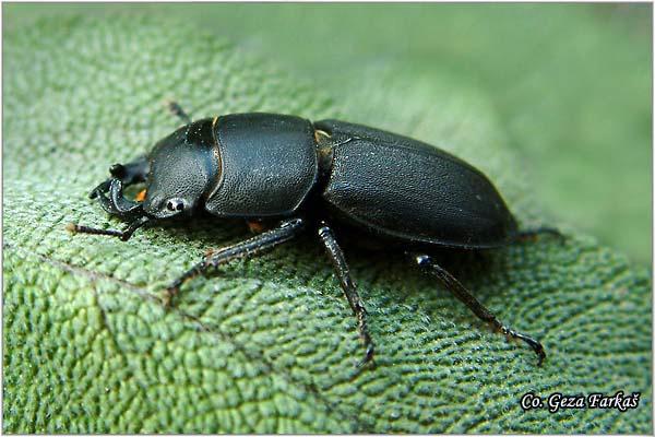 01_lesser_stag_beetle.jpg - Lesser Stag Beetle, Dorcus parallelipipedus, Location: Fruška Gora - Popovica, Serbia