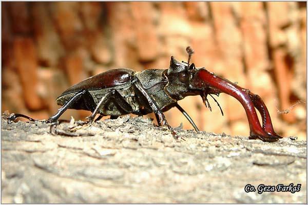 05_stag_beetle.jpg - Stag beetle, Lucanus cervus, Location: Fruška Gora - Venac, Serbia