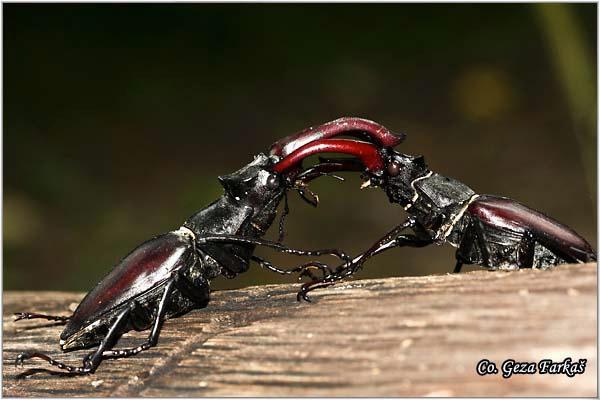 06_stag_beetle.jpg - Stag beetle, Lucanus cervus,  Location: Fruška Gora - Venac, Serbia
