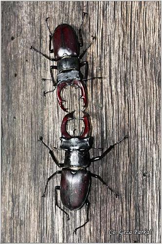 07_stag_beetle.jpg - Stag beetle, Lucanus cervus,  Location: Fruška Gora - Venac, Serbia