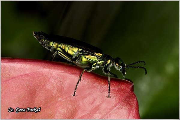 01_spanish_fly.jpg - Spanish fly, Lytta vesicatoria,  Location: Becej, Serbia
