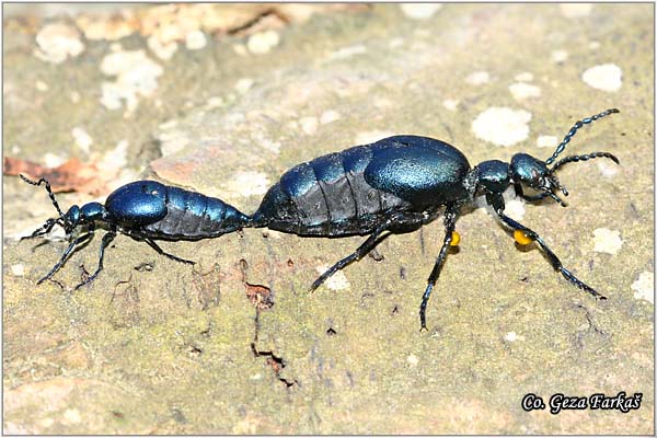 03_violet_oil_beetle.jpg - Violet Oil Beetle,  Meloe violaceus  Location: Fruka Gora - Strailovo, Serbia