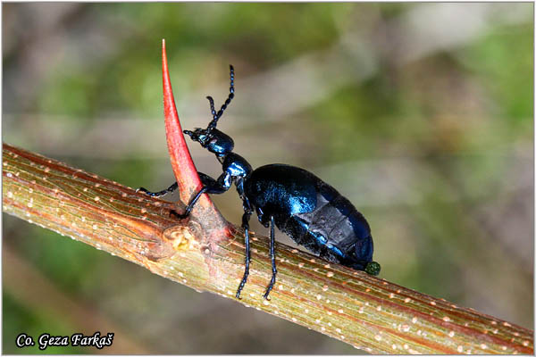 05_violet_oil_beetle.jpg - Violet Oil Beetle,  Meloe violaceus, majska buba,  Location: Fruka Gora - Rakovac, Serbia