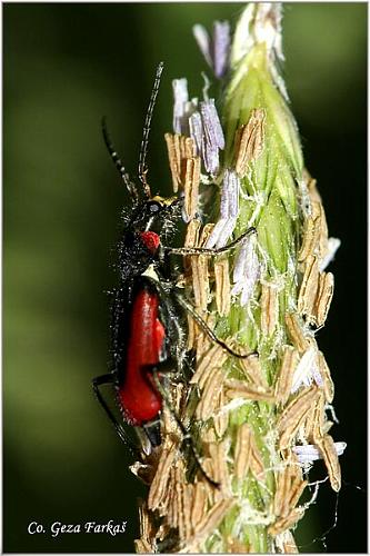 01_scarlet_malachite_beetle.jpg - Scarlet malachite beetle, Malachius aeneus, Location: Novi Sad, Serbia