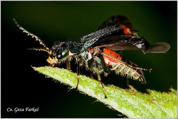 02_common_malachite_beetle.jpg - Common malachite beetle, Malachius bipustulatus,  Location: Novi Sad, Serbia
